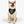Load image into Gallery viewer, Cinco de Mayo S1 Pet Bandana Collar
