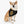 Load image into Gallery viewer, Cinco de Mayo S7 Pet Bandana Collar
