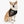 Load image into Gallery viewer, Cinco de Mayo S2 Pet Bandana Collar
