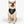 Load image into Gallery viewer, Cinco de Mayo S2 Pet Bandana Collar
