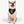 Load image into Gallery viewer, Cinco de Mayo S7 Pet Bandana Collar
